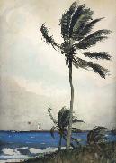 Winslow Homer Palm Tree,Nassau (mk44) Sweden oil painting reproduction